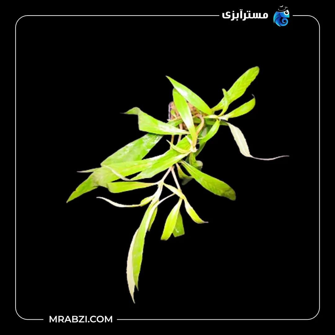 بیدی سبز