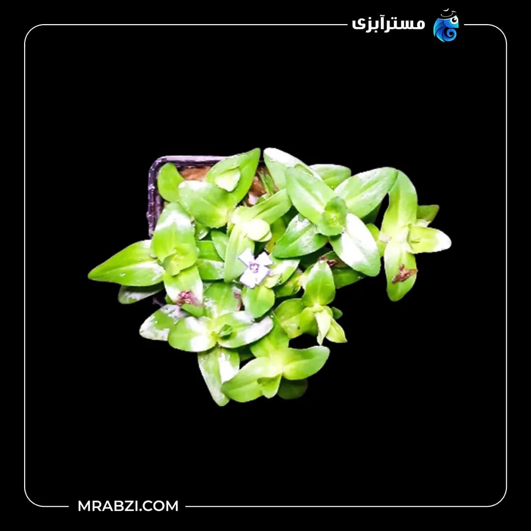 باکوپا (گلدانی متوسط)