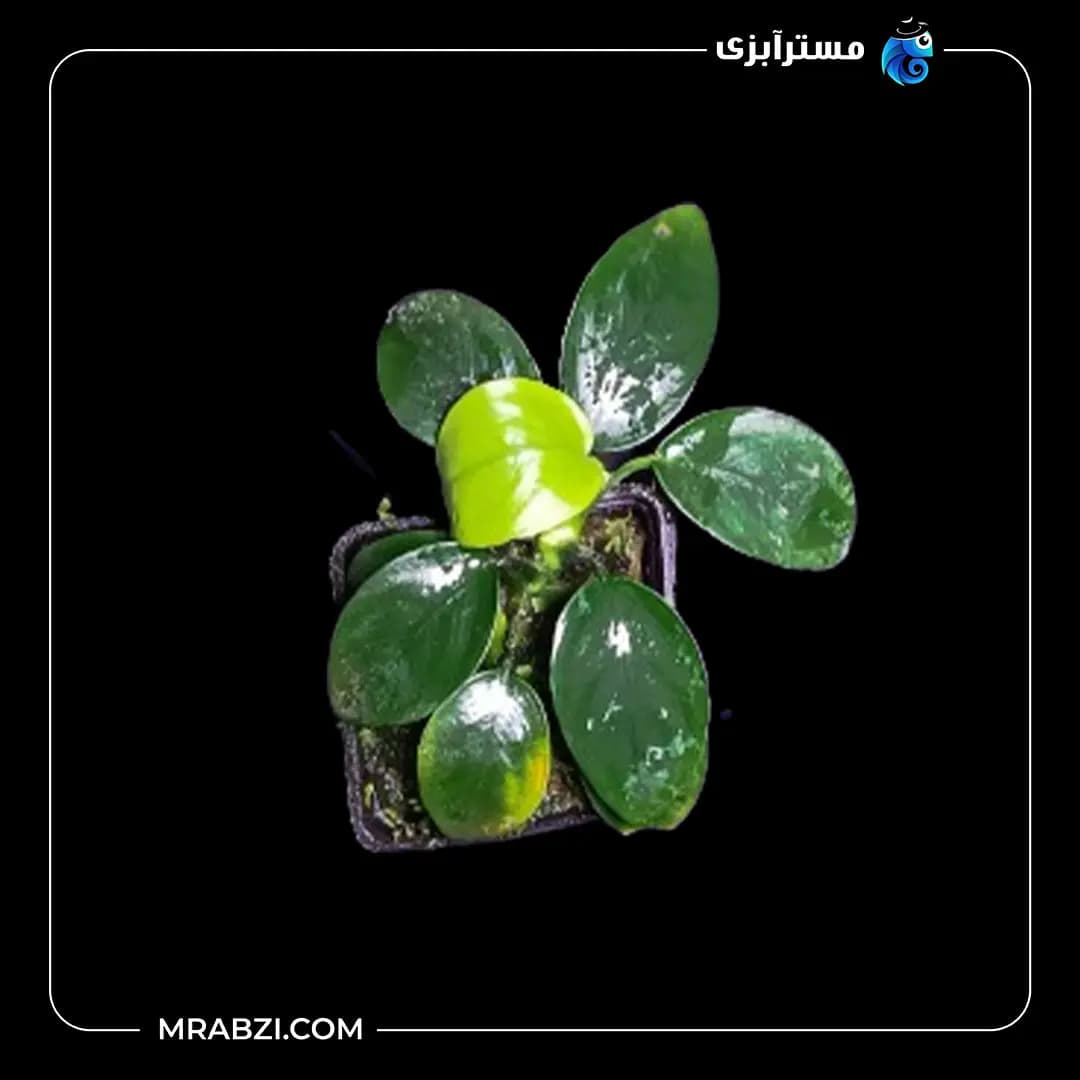 آنوبیاس وار نانا کینگ