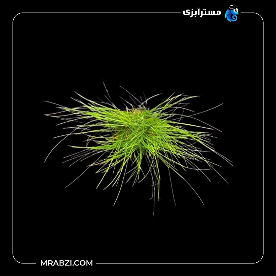 الوکاریس هیرگرس