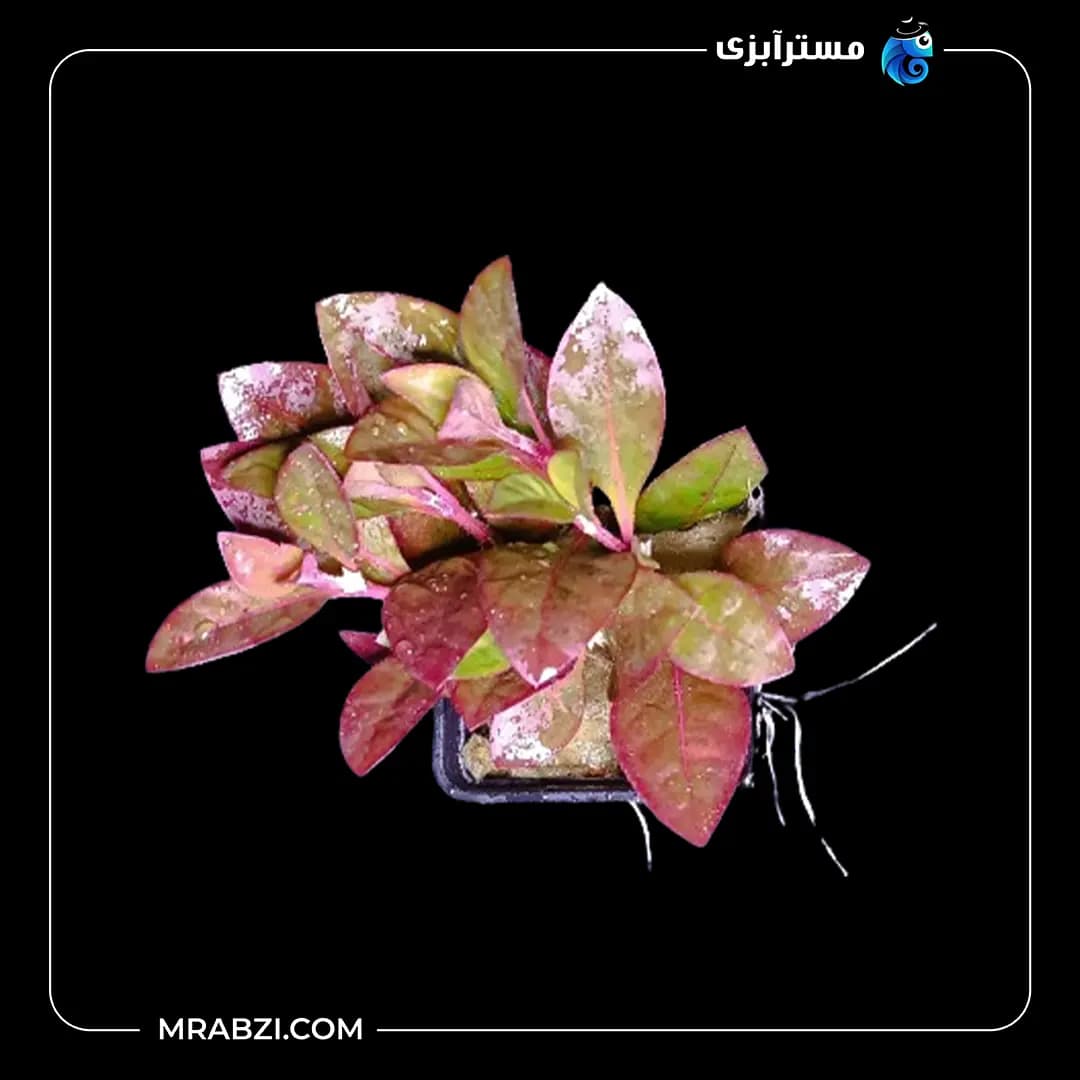 آلترنانترا رد براودلیف