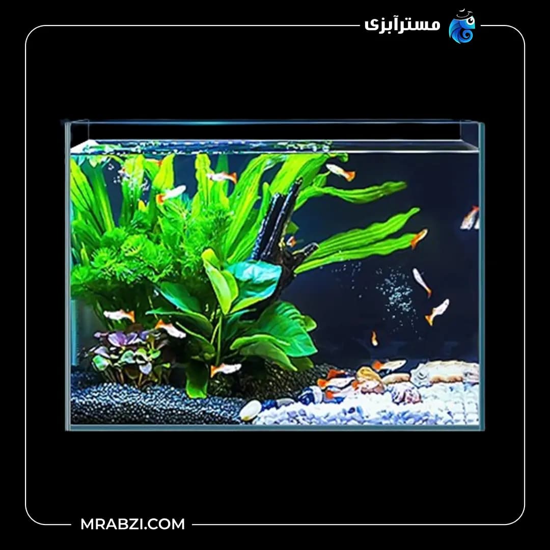 آکواریوم ریملس آکوا شیشه فلوت 10 میل (50*50*50) — تصویر ۲