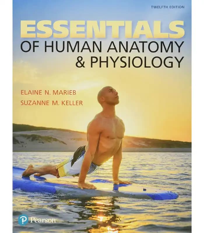 کتاب Essentials of Human Anatomy and Physiology (اصول آناتومی و فیزیولوژی انسان) اثر ایلین ان. ماریب و سوزان جی. کلر | نسخه انگلیسی PDF