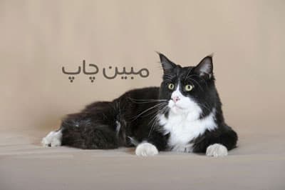 تابلو عکس گربه سیاه و سفید — تصویر ۲