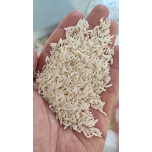 برنج طارم هاشمی مجلسی فریدونکنار ( تولید 1405)