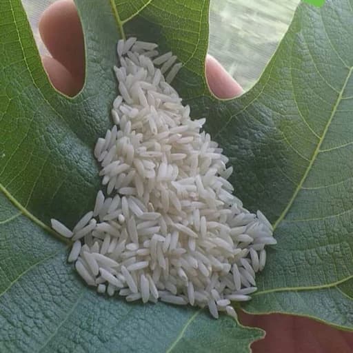 برنج طارم محلی شمال درجه یک وخالص تضمین ی ( باتضمین کیفیت)به شرط پخت