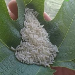 برنج طارم محلی شمال درجه یک وخالص تضمین ی ( باتضمین کیفیت)به شرط پخت — تصویر ۲