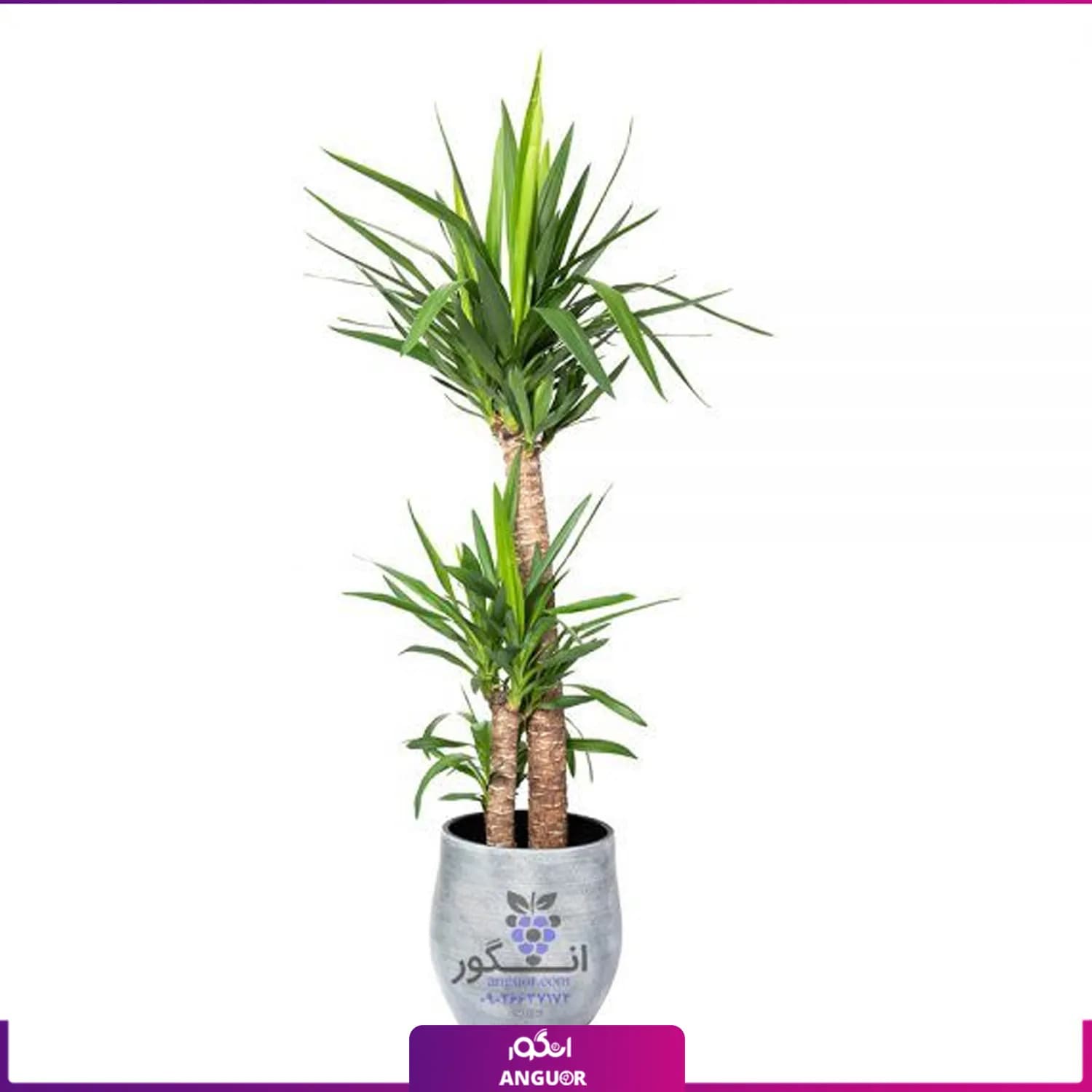 گیاه گلدانی یوکا Yucca (گل و گیاه آپارتمانی)