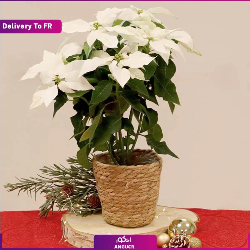 بنت قنسول سفید (تحویل در فرانسه)