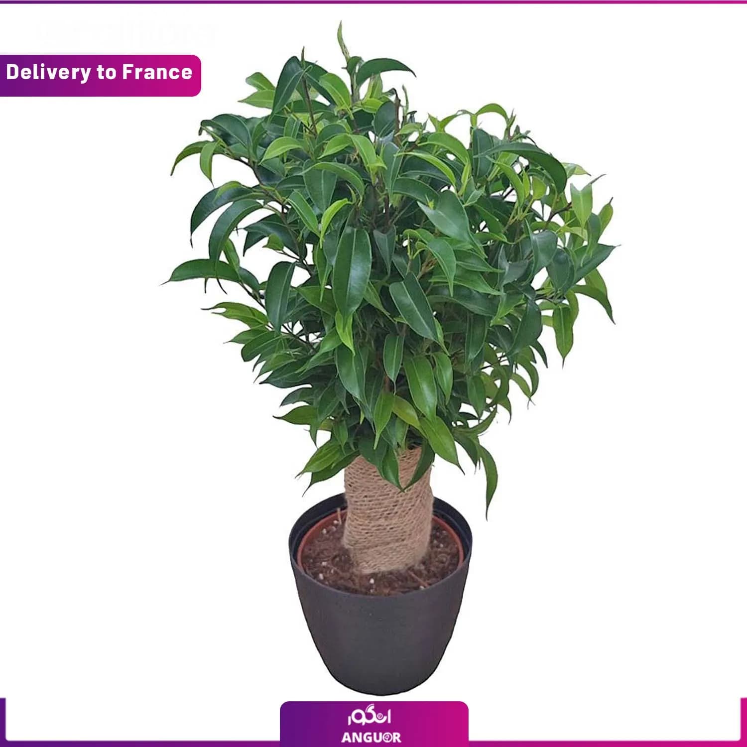 گیاه فیکوس (Delivery to France)