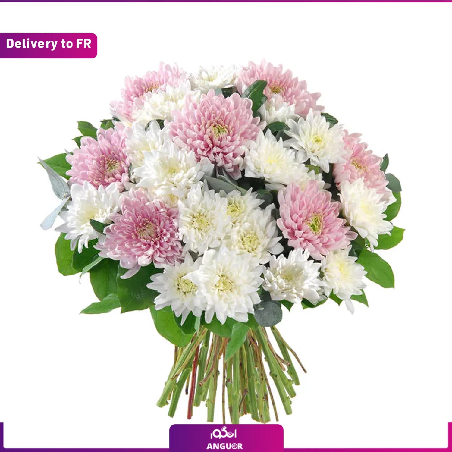 HARMONIE (Delivery to France)