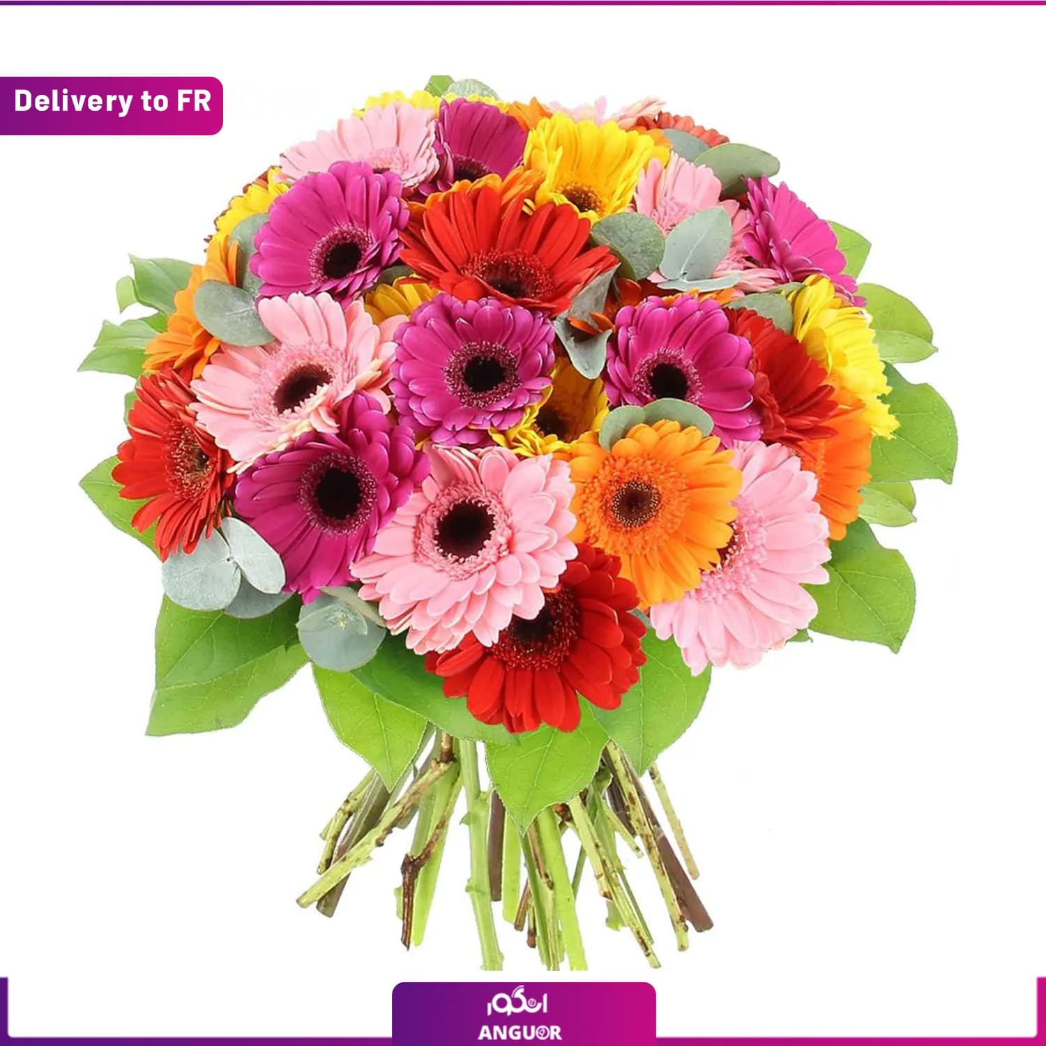 Pop Colors (Delivery to France)