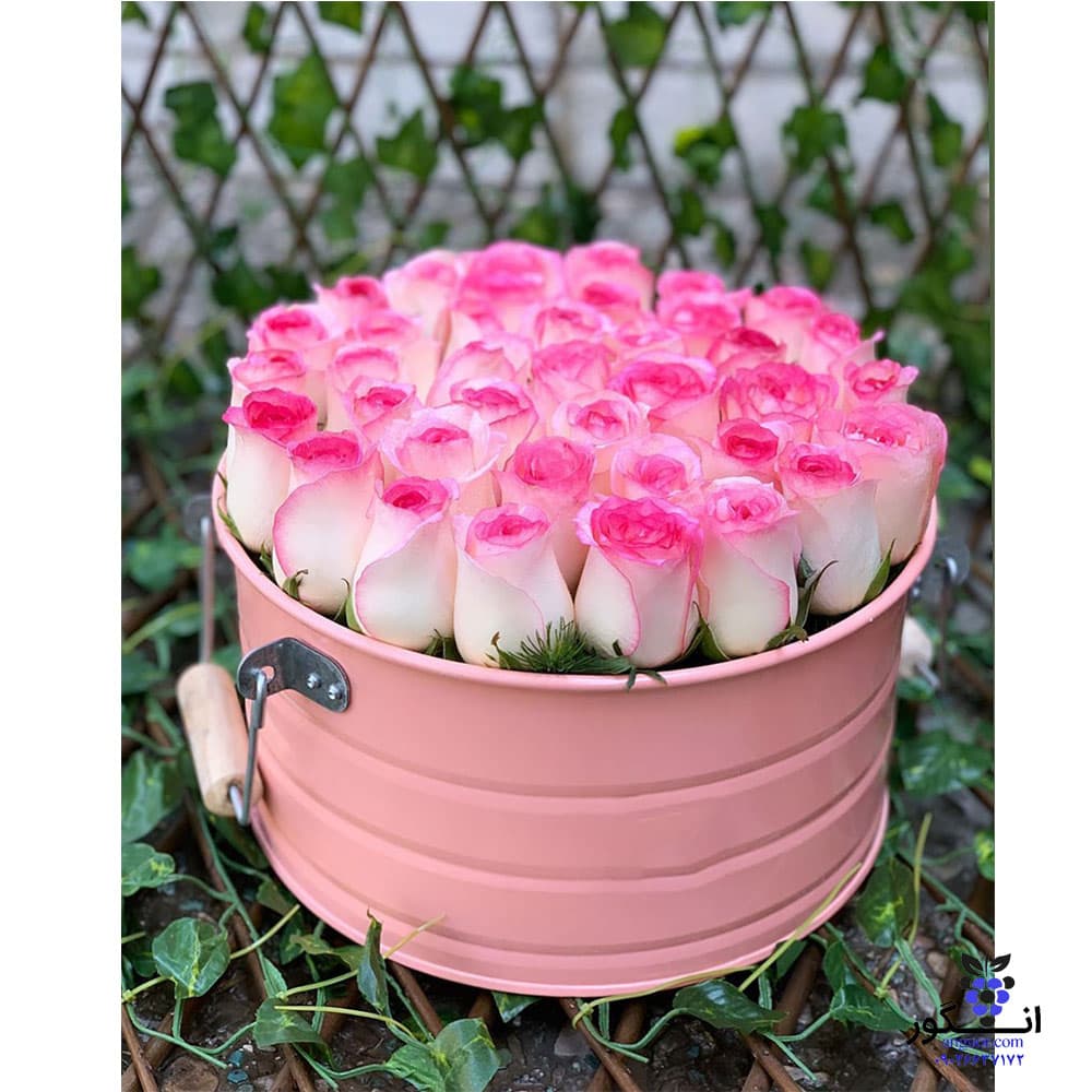 باکس گل دخترونه انگور | 30 شاخه رز لب ماتیکی