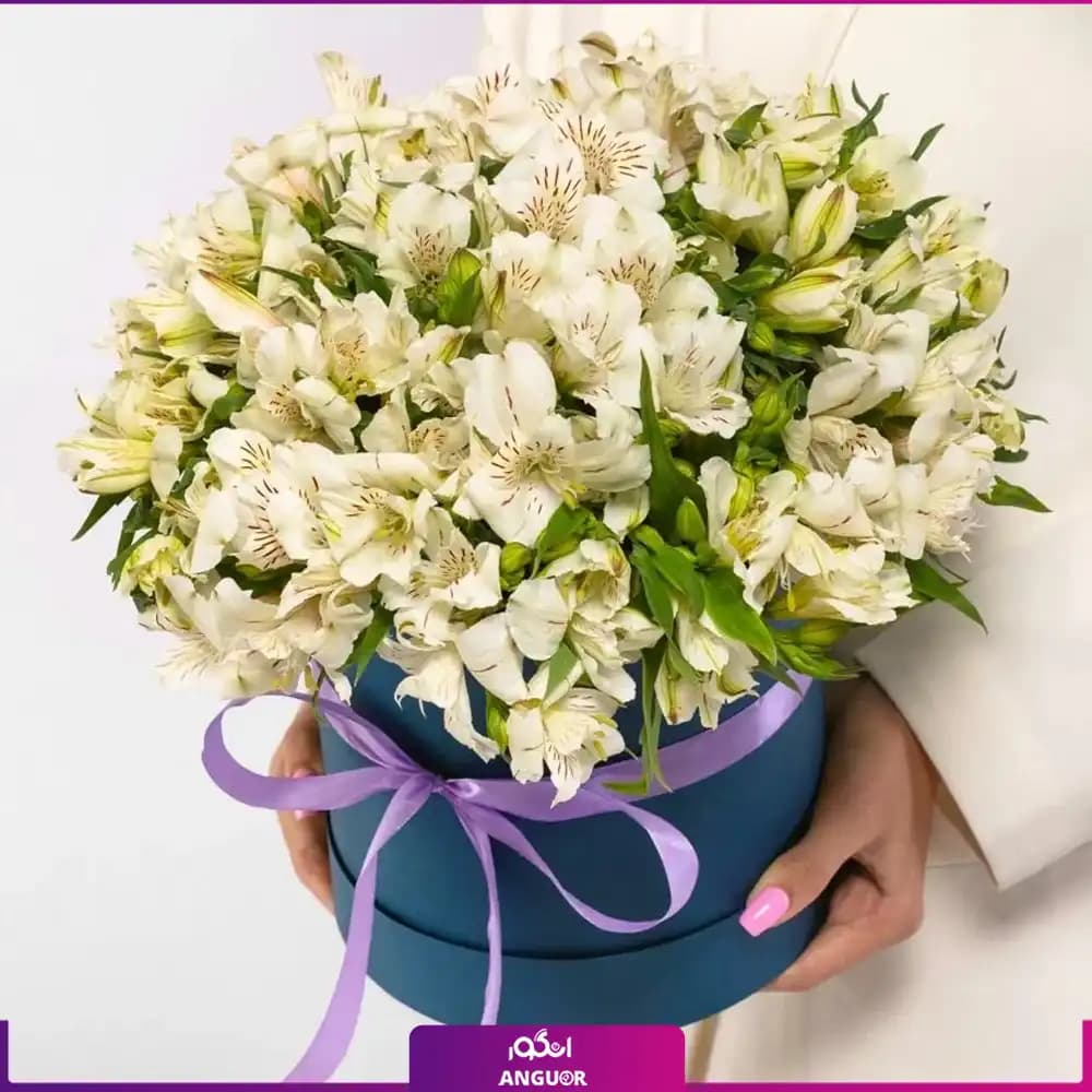 باکس گل آلسترومریا سفید (25 شاخه)