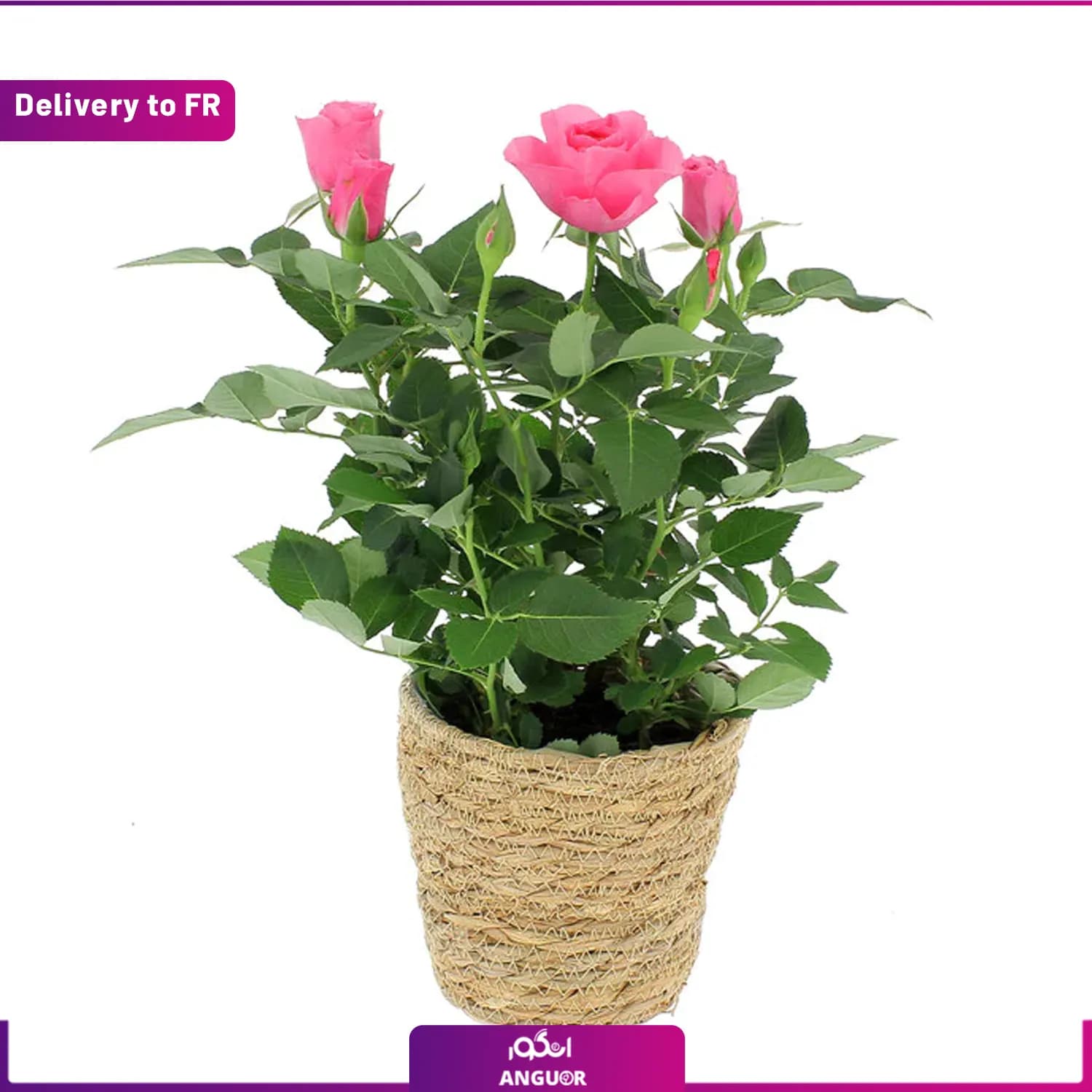 ROSIER + CACHE POT OSIER (Delivery to France)