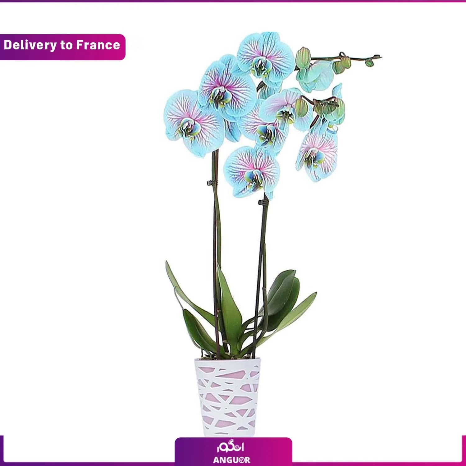 گل ارکیده (Delivery to France)