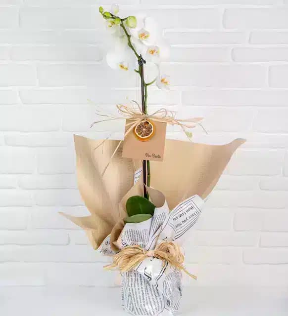 ViaBonte-Fairies و White Orchids(ترکیه)