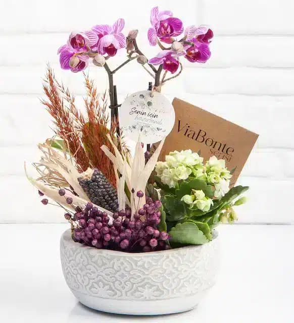 ViaBonte-Vintage Orchid(ترکیه)
