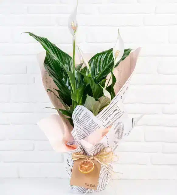ViaBonte-ردپای شما در ماه(ترکیه)