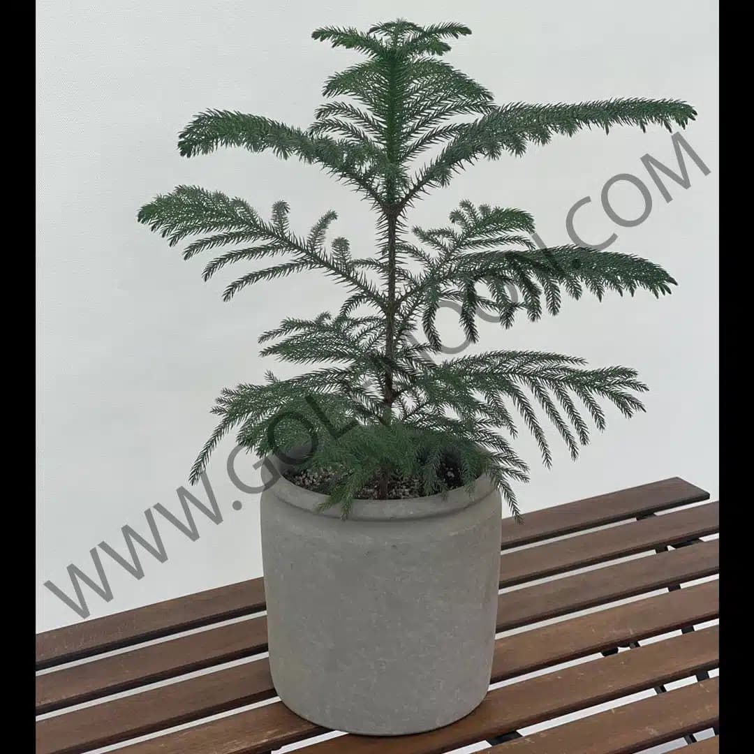 گیاه کاج مطبق کد 2 — تصویر ۲