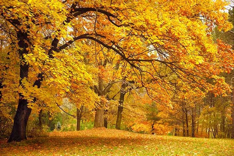 پوستر دیواری پاییزی