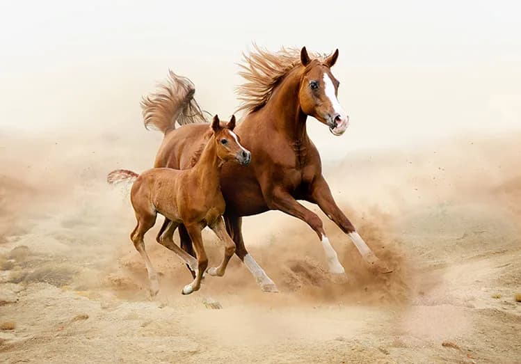 کاغذ دیواری سه بعدی طرح اسب دونده — تصویر ۲