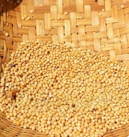 دانه خردل زرد – عمده – 12کیلویی
