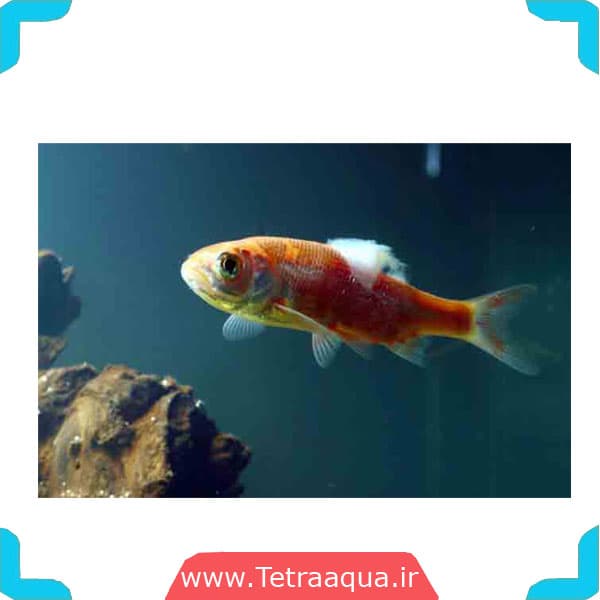 محلول ضد قارچ ماهی آکواریوم برند Aqua Fresh — تصویر ۲