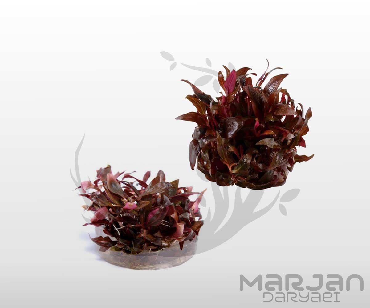 گیاه آلترنانترا رینکی مینی Alternanthra Reineckii mini (کشت بافت) — تصویر ۲