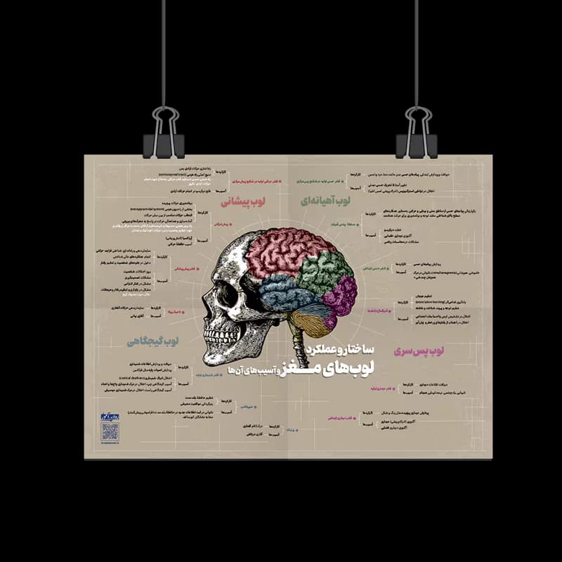پوستر ساختار و عملکرد لوب‌های مغز و آسیب‌های آن – 16