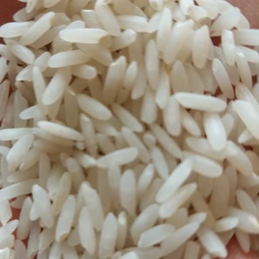 برنج طارم فجر فریدونکنار درجه یک امساله با ارسال ریگان