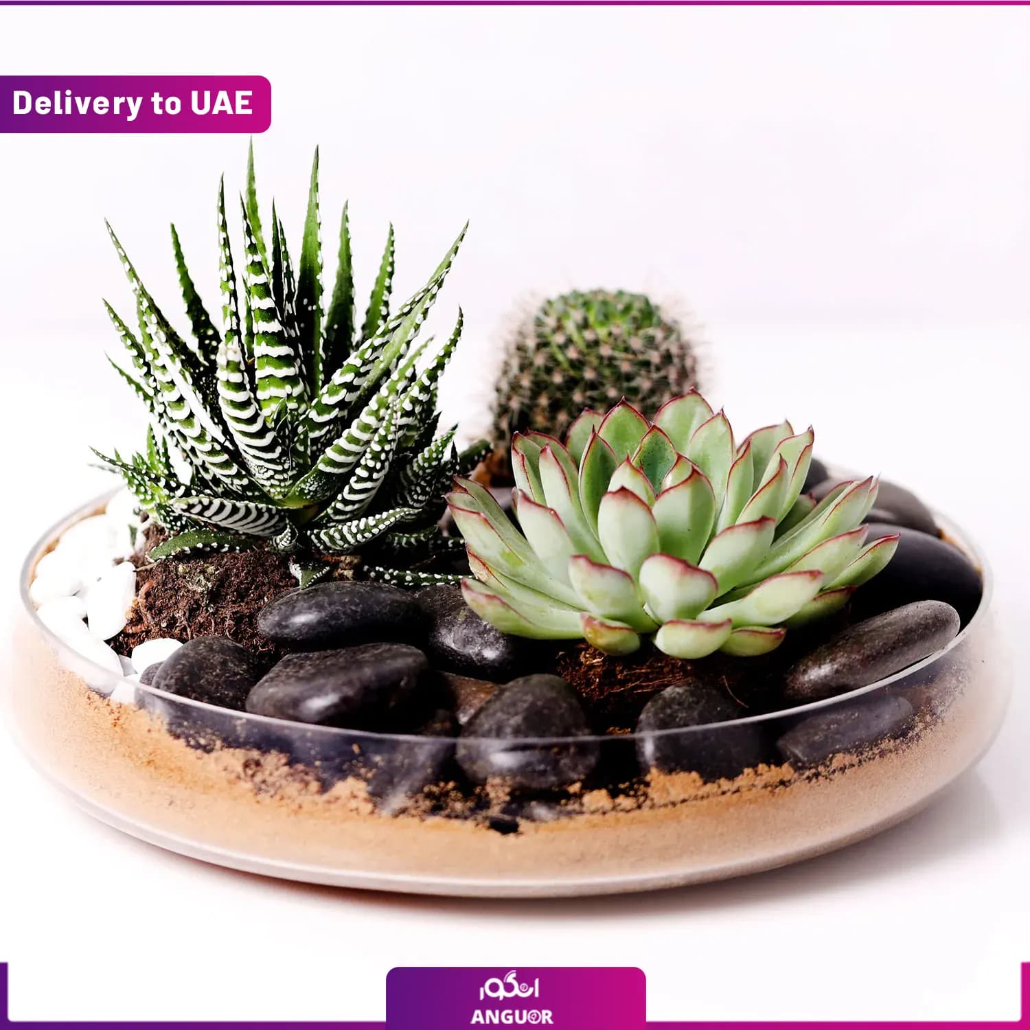 گل با گلدان شیشه ای (دبی و امارات)
