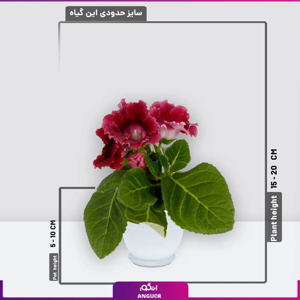 گلدان پلاستیکی با گل بنفشه برزیلی — تصویر ۲