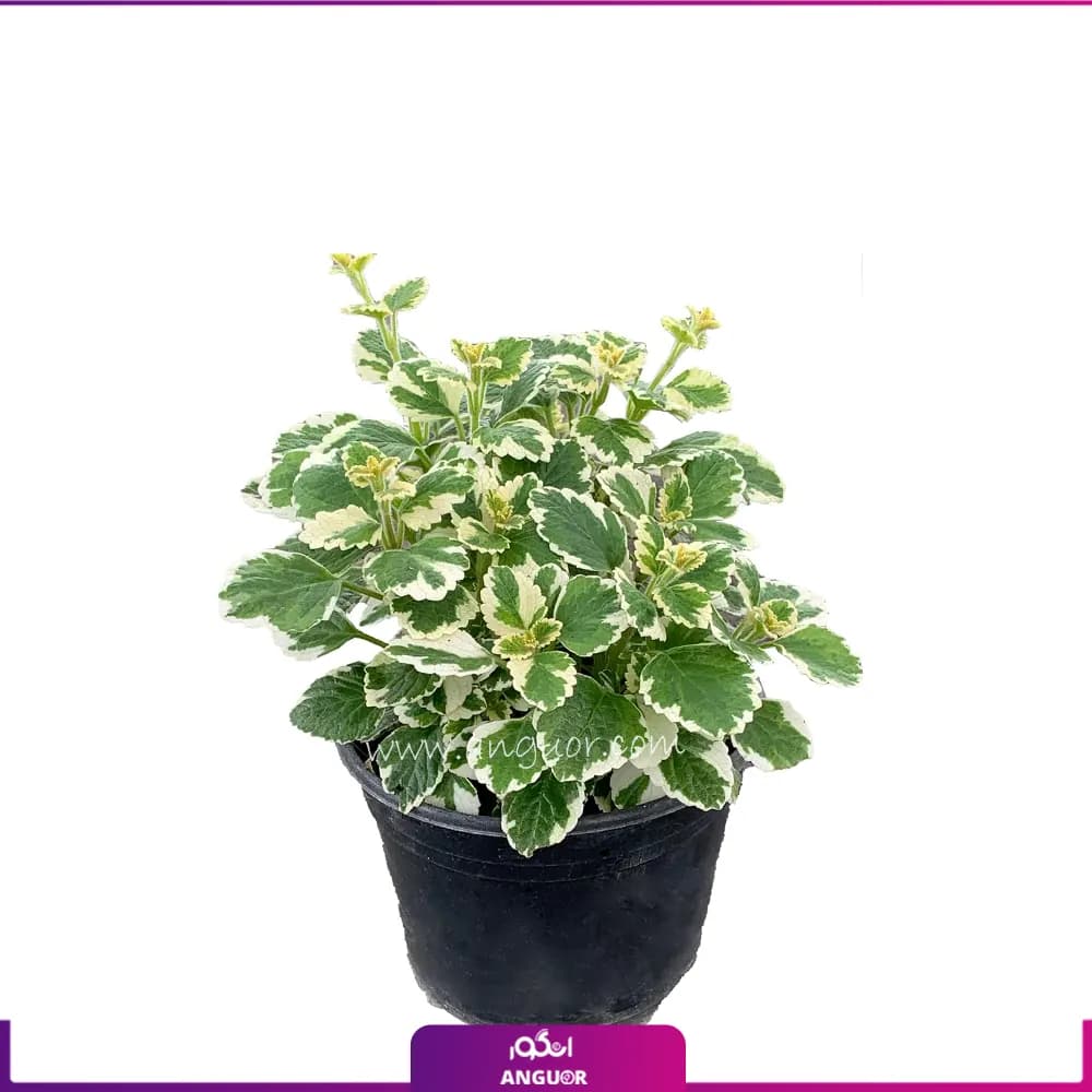 گل شمعدانی عطری نعنایی