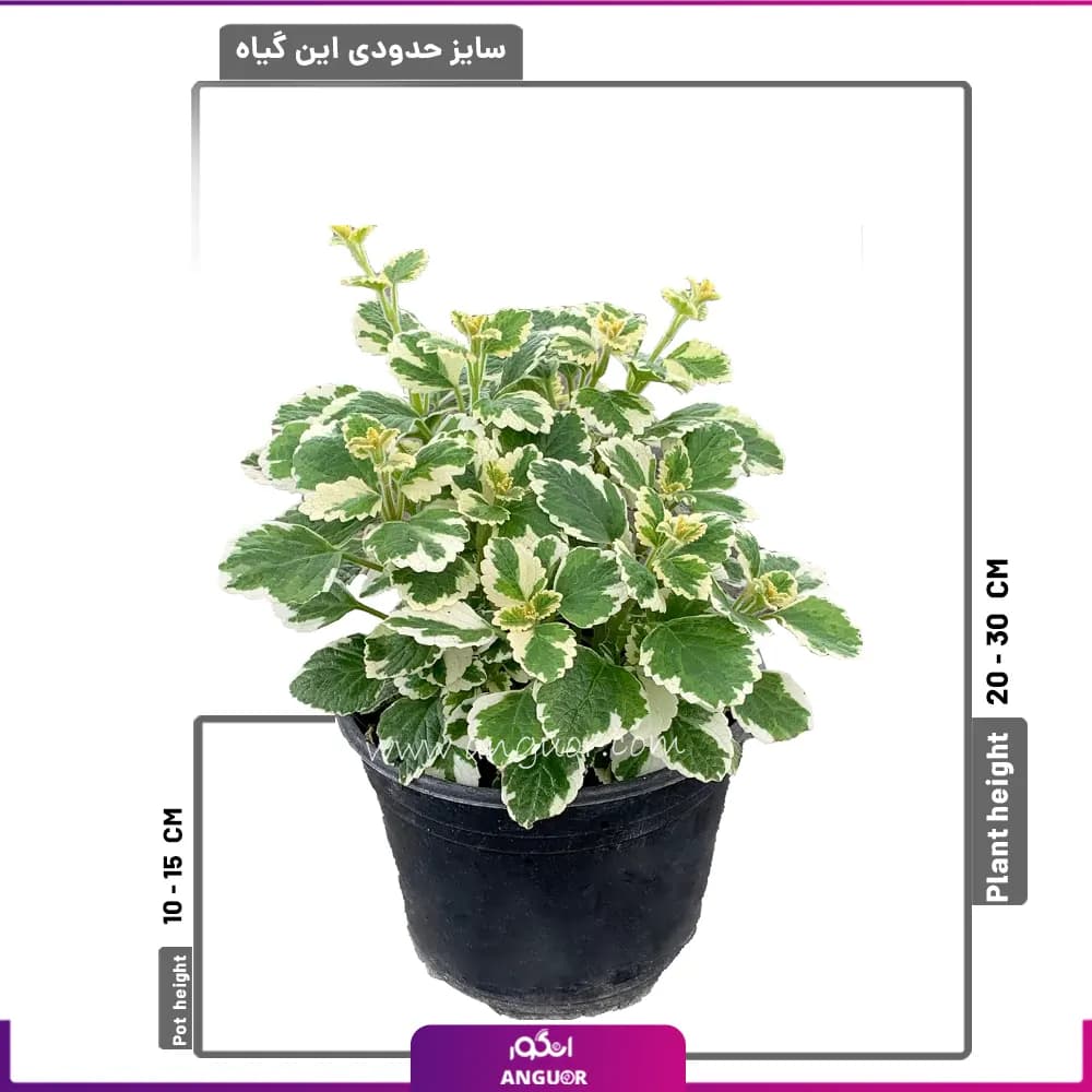 گل شمعدانی عطری نعنایی — تصویر ۲