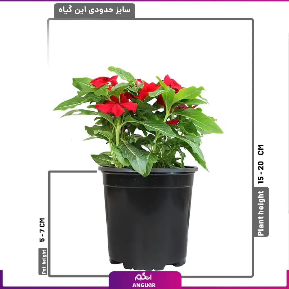 گل پریوش قرمز — تصویر ۲