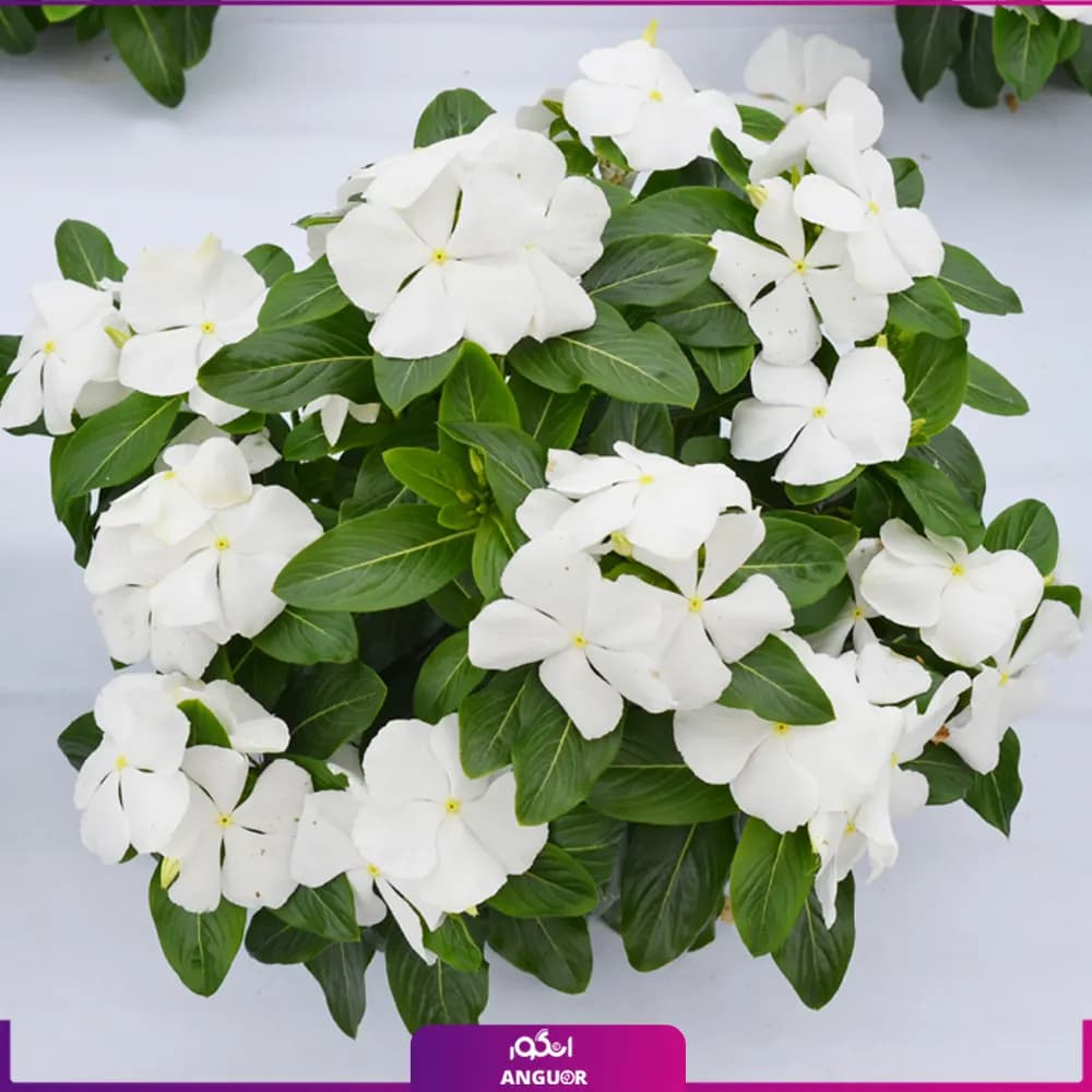 گل پریوش سفید — تصویر ۳