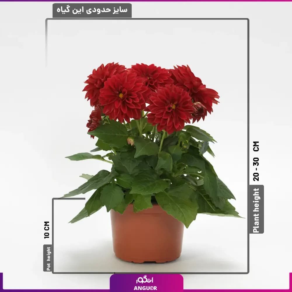 گل کوکب قرمز — تصویر ۲