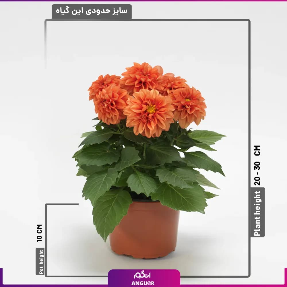 گل کوکب — تصویر ۲