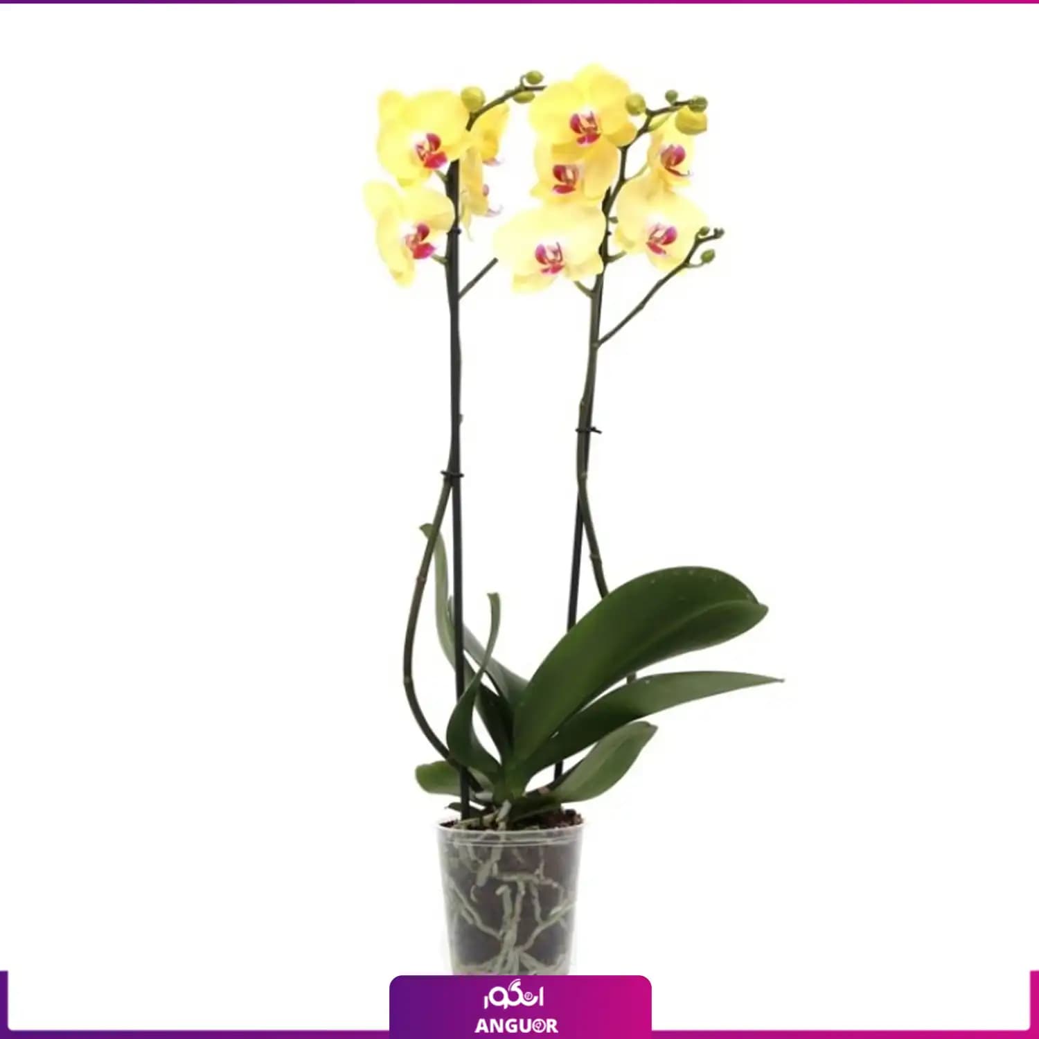 ارکیده زرد با گلدان گلخانه‌ای (دو شاخه)