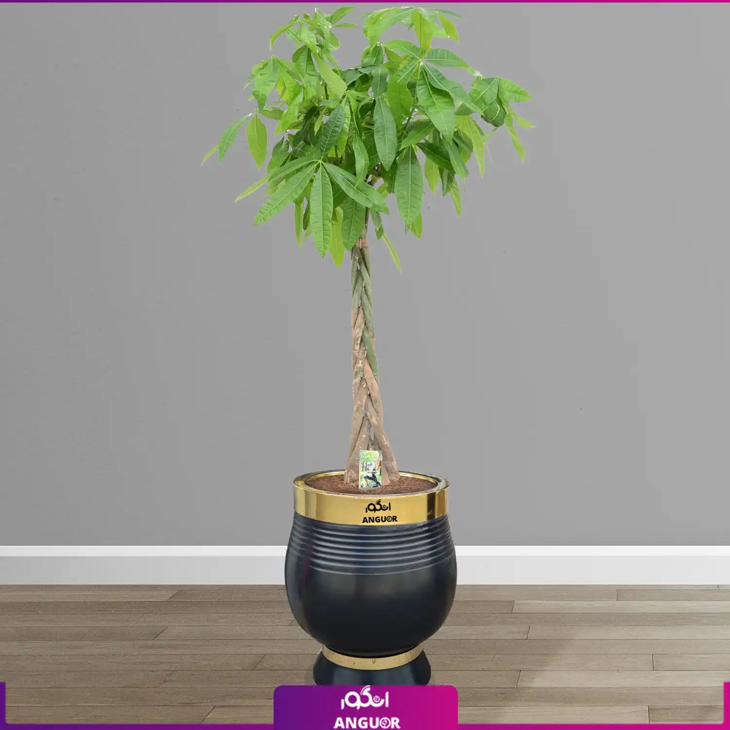 پاچیرا تنه بافت سایز بزرگ با گلدان فایبرگلاس لوکس VIP (decorative plants)
