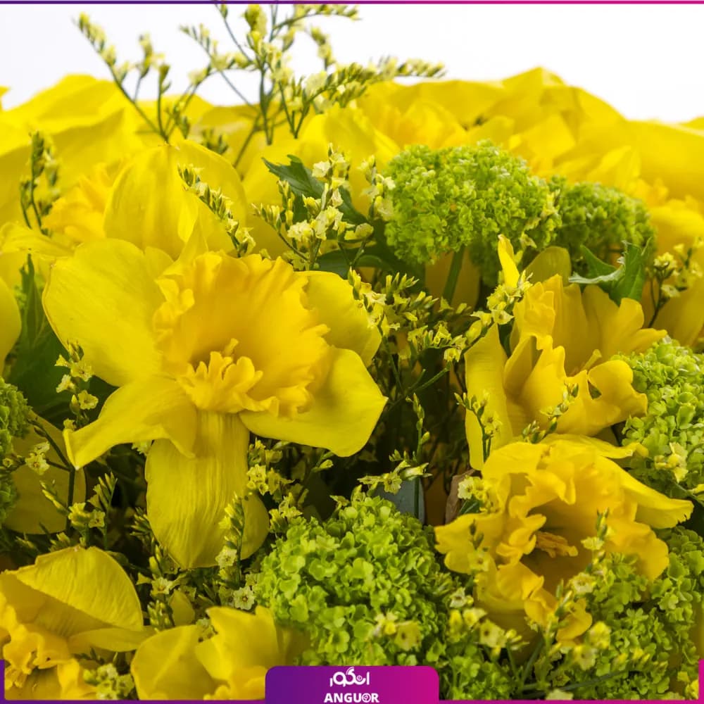 دسته گل نرگس زرد 15 عددی — تصویر ۲