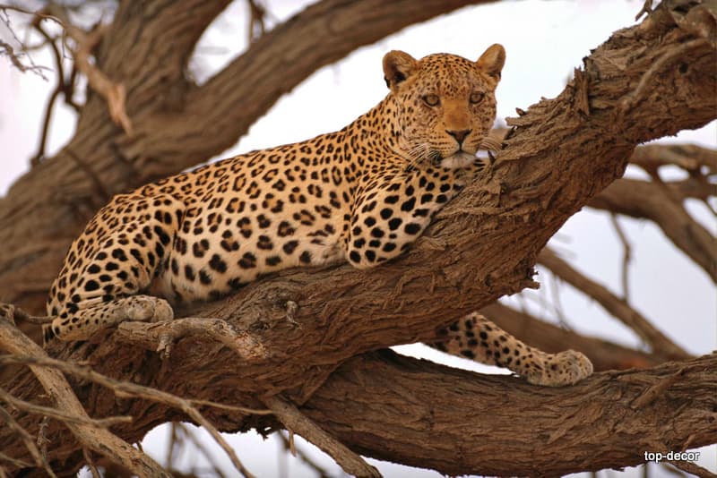 پوستر دیواری پلنگ باشکوه در طبیعت | Leopard Wildlife Wall Poster