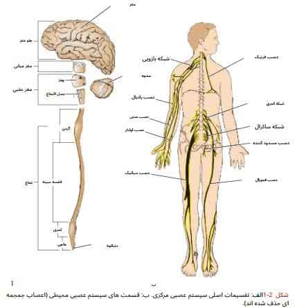 کتاب Clinical Neuroanatomy اثر ریچارد اسنل + ترجمه — تصویر ۵