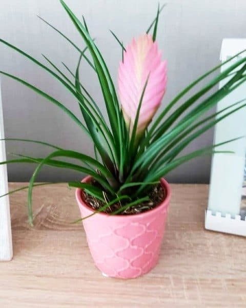 وریزیا مناسب برای طراحی فضای سبز در فضای عمومی