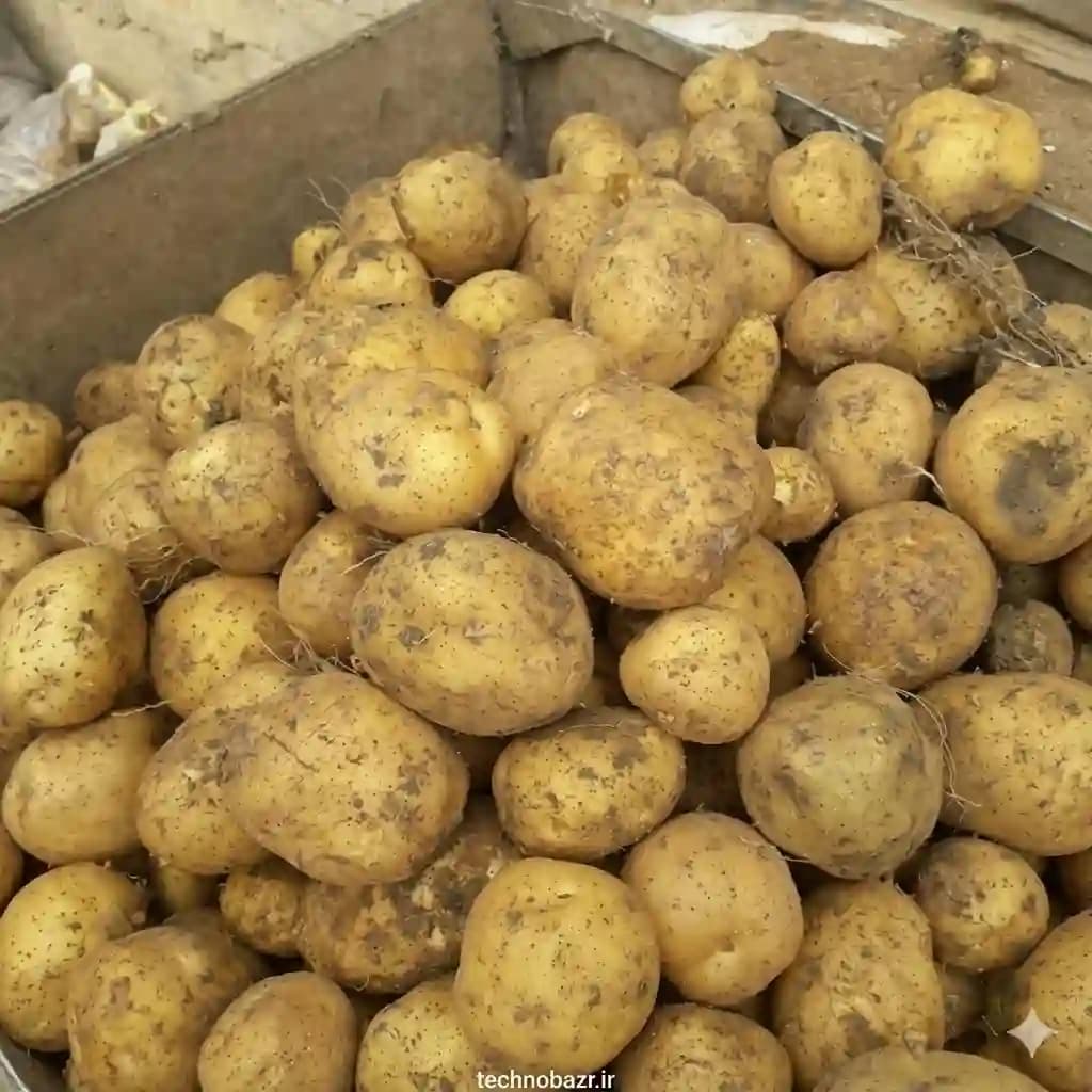 بذر سیب زمینی سانتا