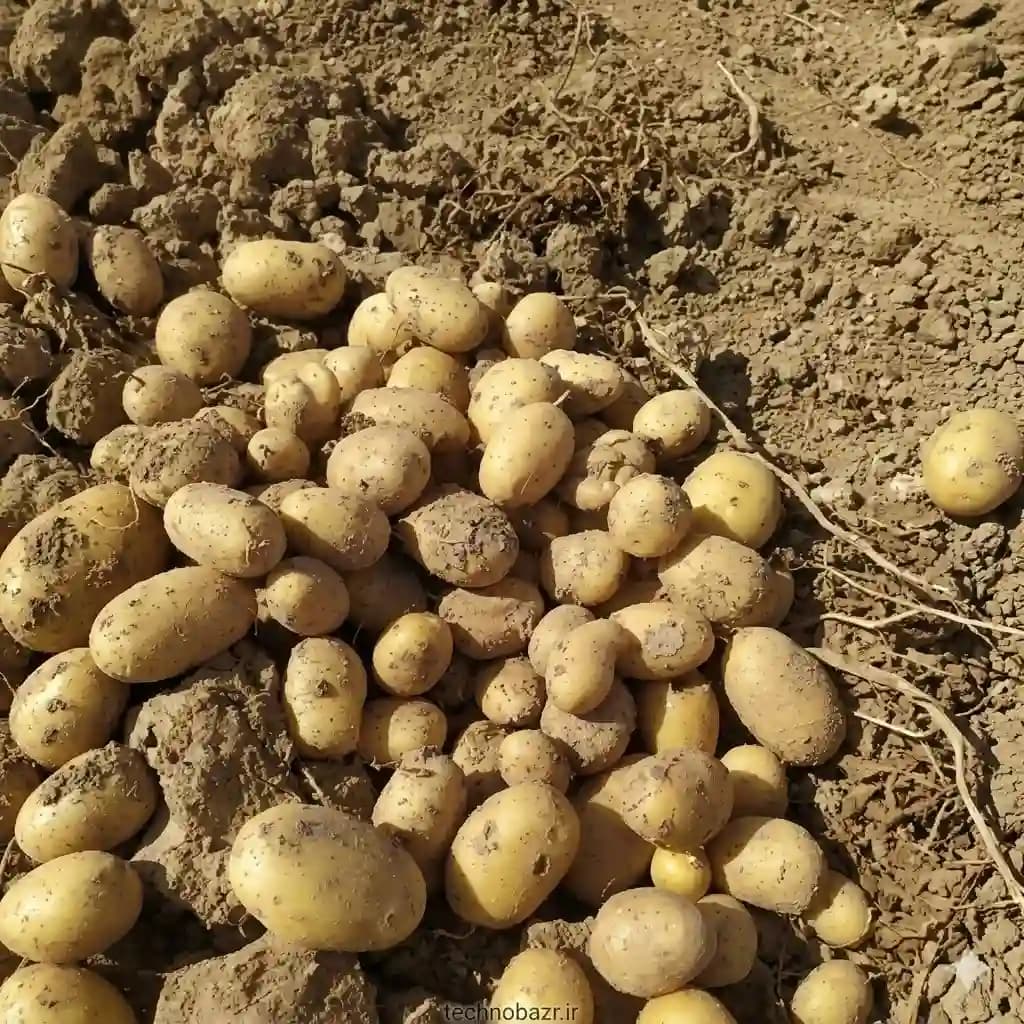 بذر سیب زمینی بامبا