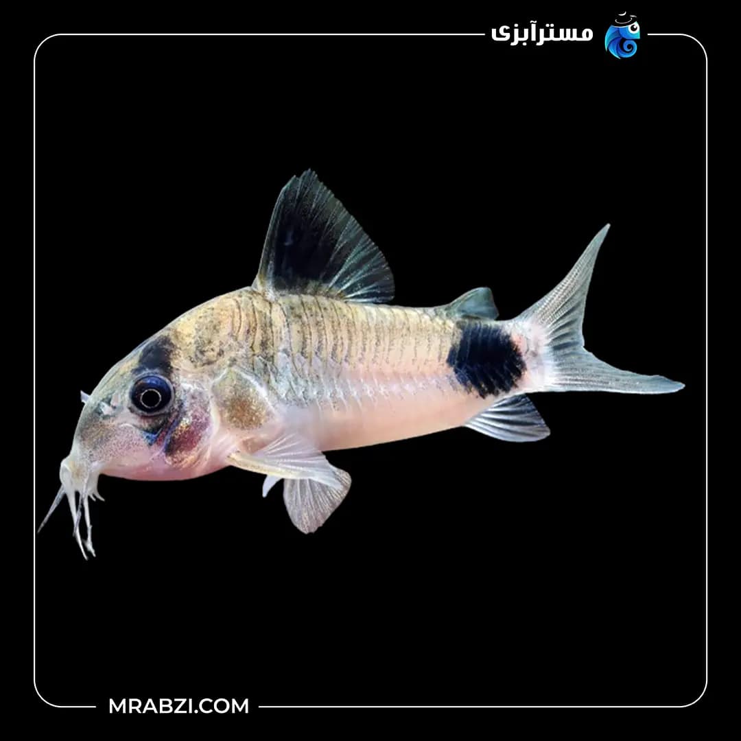کوریدوراس پاندا
