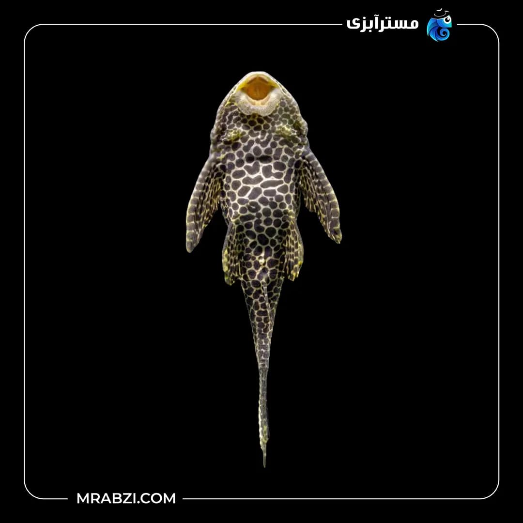 کت پوزه بوته ای مشکی