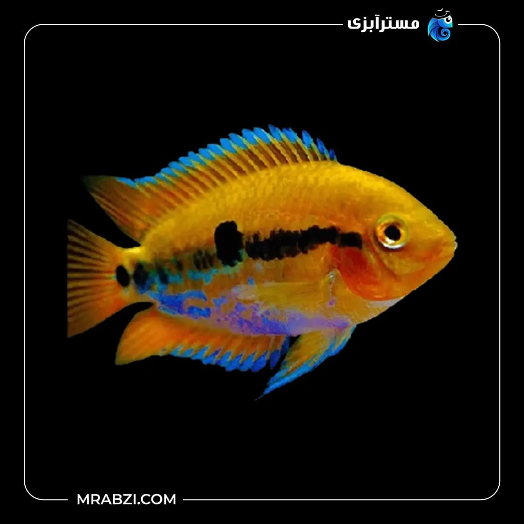 سیچلاید افرا